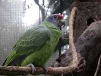 Voir l'image Bra09030-iguacu_oiseau----GM--IMGP1389.JPG : 