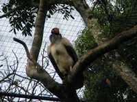 Voir l'image Bra09050-iguacu_oiseau----LD--IMG_6575.JPG : 