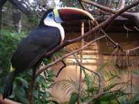 Voir l'image Bra09070-iguacu_oiseau----GM--IMGP1394.JPG : 