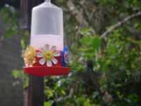 Voir l'image Bra09090-iguacu_oiseau----GM--IMGP1399.JPG : 