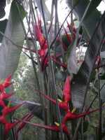 Voir l'image Bra09100-iguacu_oiseau----GM--IMGP1402.JPG : 