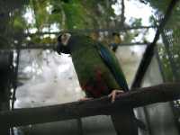Voir l'image Bra09120-iguacu_oiseau----LD--IMG_6583.JPG : 
