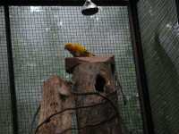 Voir l'image Bra09130-iguacu_oiseau----LD--IMG_6587.JPG : 