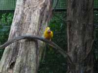 Voir l'image Bra09140-iguacu_oiseau----LD--IMG_6593.JPG : 