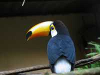 Voir l'image Bra09150-iguacu_oiseau----LD--IMG_6599.JPG : 