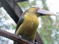 Voir l'image Bra09160-iguacu_oiseau----LD--IMG_6602.JPG : 