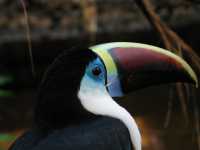 Voir l'image Bra09170-iguacu_oiseau----LD--IMG_6616.JPG : 