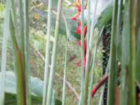 Voir l'image Bra09180-iguacu_oiseau----LD--IMG_6621.JPG : 