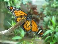 Voir l'image Bra09200-iguacu_oiseau----LD--IMG_6633.JPG : 