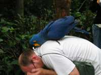 Voir l'image Bra09230-iguacu_oiseau----LD--IMG_6640.JPG : 