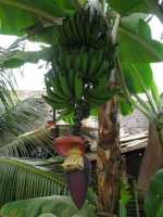 Voir l'image Bra11140-goiania----------LD--IMG_6931.JPG : Un bananier avec sa fleur (jardin de Maria)