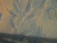 Voir l'image Bra10080-goias------------LD--IMG_6801.JPG : 