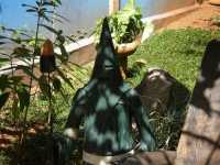 Voir l'image Bra10310-goias------------GM--IMGP1665.JPG : 