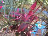 Voir l'image Bra10420-goias------------GM--IMGP1698.JPG : 