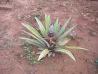 Voir l'image Bra11800-Ceres------------GM-Photo_005.jpg : 