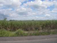 Voir l'image Bra12290-Ceres------------GM--IMGP0464.JPG : 