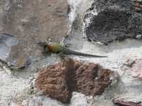 Voir l'image 01_03_00150.Mexico_teotihuacan.IMG_0863.JPG : 