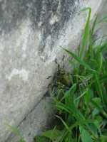 Voir l'image 04_02_00180.Oaxaca_Monte-Alban.IMG_1311.JPG : 