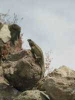 Voir l'image 04_03_00070.Oaxaca_Mitla.IMG_1517.JPG : 