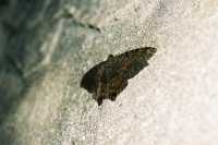 Voir l'image 04_03_00120.Oaxaca_Mitla.F1080007.JPG : 