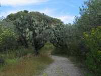 Voir l'image 04_04_00050.Oaxaca_Yagul.IMG_1560.JPG : 