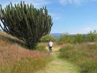 Voir l'image 04_04_00150.Oaxaca_Yagul.IMG_1545.JPG : Un ch'ti cactus candélabre