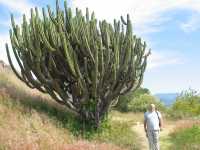 Voir l'image 04_04_00160.Oaxaca_Yagul.IMG_1543.JPG : 