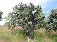 Voir l'image 04_04_00210.Oaxaca_Yagul.IMG_1538.JPG : Un autre ch'ti cactus