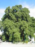 Voir l'image 04_05_00020.Oaxaca_El-Tule.IMG_1563.JPG : 