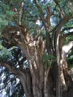 Voir l'image 04_05_00030.Oaxaca_El-Tule.IMG_1568.JPG : 