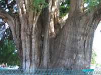 Voir l'image 04_05_00040.Oaxaca_El-Tule.IMG_1567.JPG : 