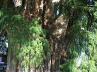 Voir l'image 04_05_00050.Oaxaca_El-Tule.IMG_1566.JPG : 