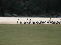 Voir l'image 06_01_00070.Tuxtla-Guetierrez_Canon-del-sumidero.IMG_1585.JPG : 