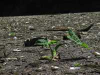 Voir l'image 06_01_00160.Tuxtla-Guetierrez_Canon-del-sumidero.IMG_1625.JPG : c'est aussi ça le canyon