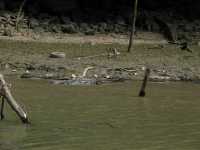 Voir l'image 06_01_00430.Tuxtla-Guetierrez_Canon-del-sumidero.IMG_1691.JPG : Un croco