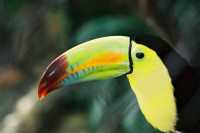 Voir l'image 08_01_00030.Palenque_Ville.F1090009.JPG : Un toucan