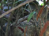 Voir l'image 08_01_00050.Palenque_Ville.IMG_2034.JPG : Un Lézard