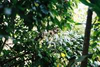 Voir l'image 08_01_00060.Palenque_Ville.F1090007.JPG : Un iguane