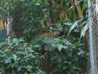 Voir l'image 08_01_00070.Palenque_Ville.IMG_2028.JPG : 