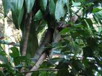 Voir l'image 08_01_00080.Palenque_Ville.IMG_2040.JPG : 