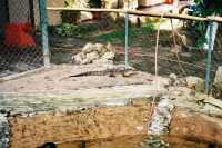 Voir l'image 08_01_00090.Palenque_Ville.F1090005.JPG : Un caïman