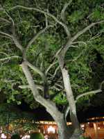 Voir l'image 09_01_00120.Campeche_Ville.IMG_2161.JPG : 