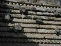 Voir l'image 10_01_00240.Uxmal_Uxmal.IMG_2263.JPG : 