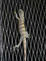 Voir l'image 10_01_00270.Uxmal_Uxmal.IMG_2278.JPG : 