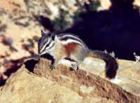 Voir l'image 5BRZZok119-04b.jpg : 