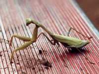 Voir l'image 6ZI40ok117-07b.jpg : 