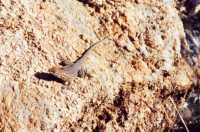 Voir l'image 8DV21ok102-06.jpg : 