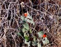 Voir l'image 8DV30ok109-03b.jpg : 