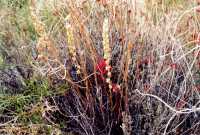 Voir l'image 8DV36ok109-12b.jpg : 