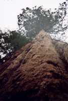 Voir l'image AYO25ok117-06b.jpg : 